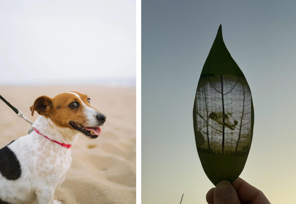 Joyful Jack Russell dog on the beach and his photo printed on a real leaf portrait, stunning pet photo on leaf portrait keepsake in natural light.